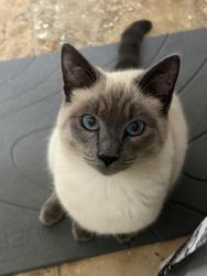 Lost Female Cat last seen Argonaut Ave, Rocklin, CA 95677