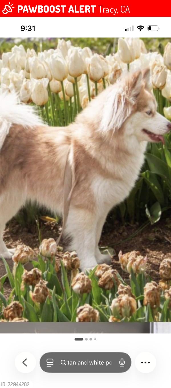 Lost Male Dog last seen Near Dover lane & genrty, Tracy, CA 95377