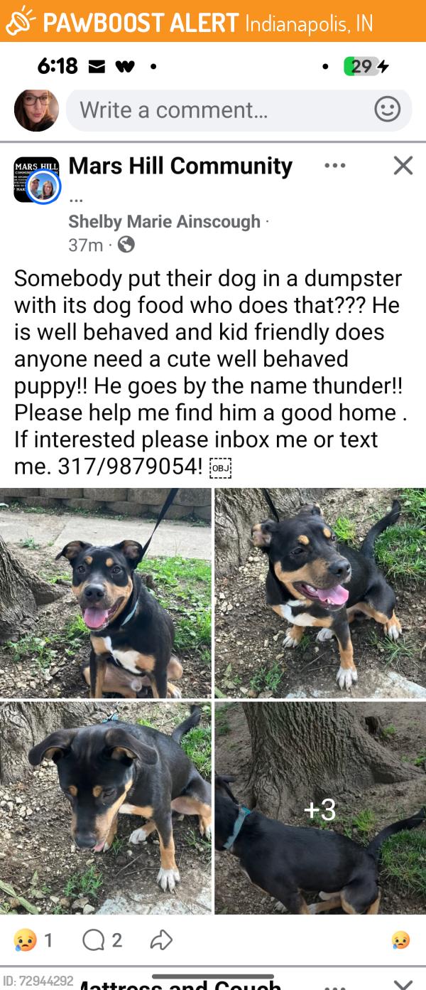 Found/Stray Male Dog last seen Rockville road Tibbs, Indianapolis, IN 46241