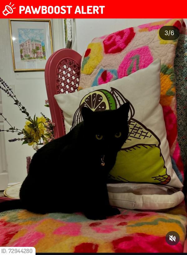 Lost Male Cat last seen The Grand apmts, 609 2nd St. West Palm Beach , West Palm Beach, FL 33401