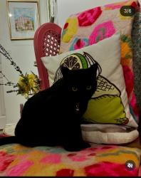Lost Male Cat last seen The Grand apmts, 609 2nd St. West Palm Beach , West Palm Beach, FL 33401