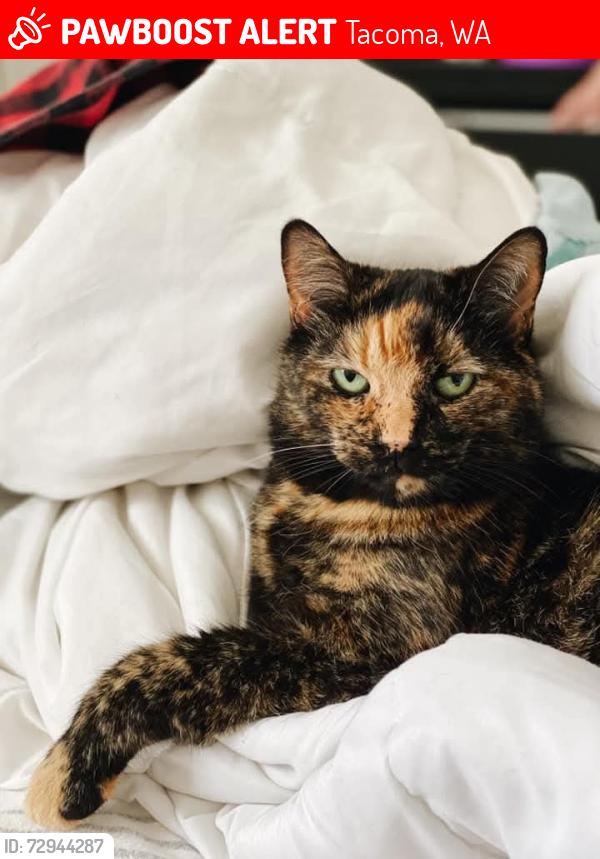 Lost Female Cat last seen 64th and Pacific , Tacoma, WA 98408