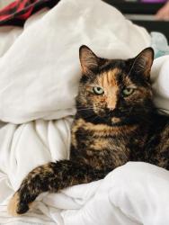 Lost Female Cat last seen 64th and Pacific , Tacoma, WA 98408