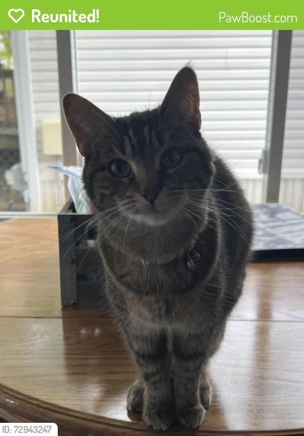 Reunited Female Cat last seen Old orchard MHP, Ames, IA 50010