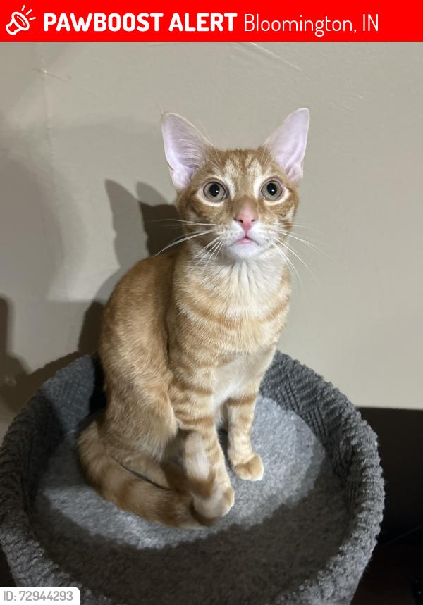 Lost Male Cat last seen The dead end of N Clark St, Bloomington, IN 47408