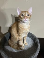 Lost Male Cat last seen The dead end of N Clark St, Bloomington, IN 47408
