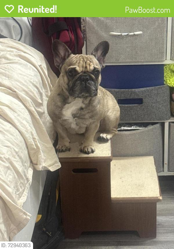 Reunited Male Dog last seen San Ysidro blvd, San Diego, CA 92173