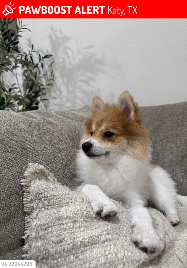 Lost Male Dog last seen Near Brown Meadow ct,Katy TX 77449, Katy, TX 77449