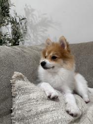 Lost Male Dog last seen Near Brown Meadow ct,Katy TX 77449, Katy, TX 77449