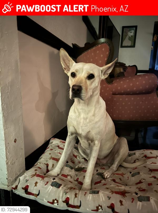 Lost Female Dog last seen 21st Ave and Bethany Home Rd, Phoenix, AZ 85015