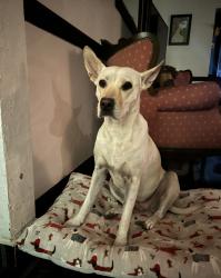 Lost Female Dog last seen 21st Ave and Bethany Home Rd, Phoenix, AZ 85015