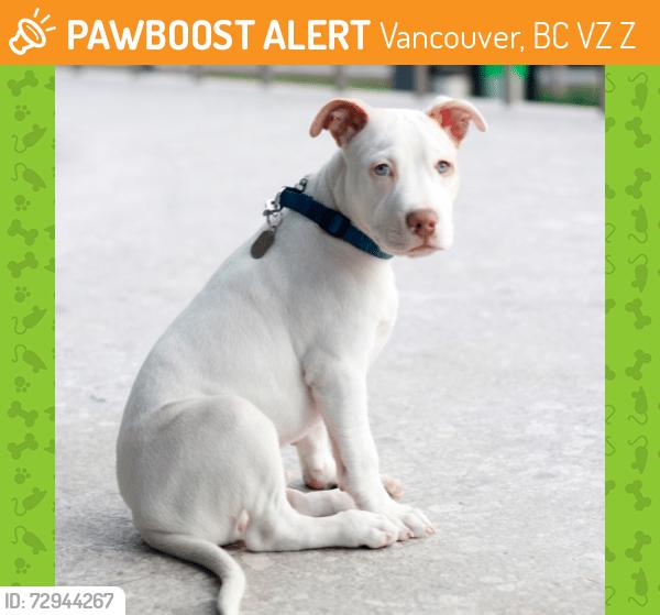 Found/Stray Male Dog last seen Cambie St at Pacific Blvd area. , Vancouver, BC V6Z 2Z7