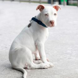 Found/Stray Male Dog last seen Cambie St at Pacific Blvd area. , Vancouver, BC V6Z 2Z7