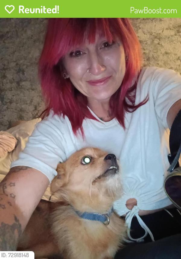 Reunited Unknown Dog last seen Charleston and Bruce, Las Vegas, NV 89104