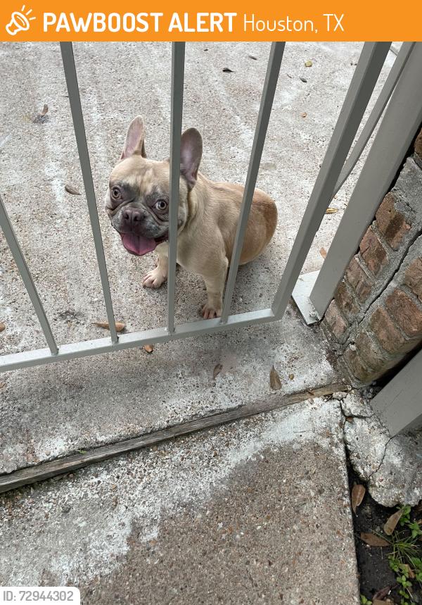 Found/Stray Male Dog last seen Beechnut , Houston, TX 77096
