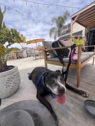 Shelter Stray Female Dog last seen Near University Avenue, San Diego, CA, 92104, San Diego, CA 92110