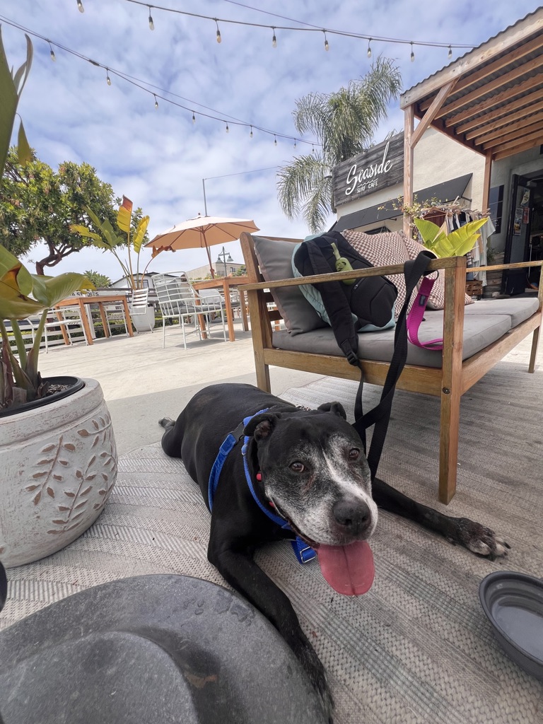 Shelter Stray Female Dog last seen Near University Avenue, San Diego, CA, 92104, San Diego, CA 92110