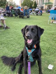 Reunited Female Dog last seen Kenyon & lincoln, Englewood, CO 80113