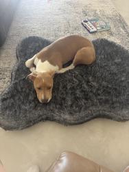 Reunited Female Dog last seen Avondale blvd and lowerbuckeye , Avondale, AZ 85323