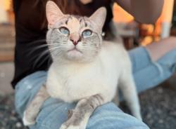 Reunited Female Cat last seen Across from Cooper Winery, Benton City, WA 99320