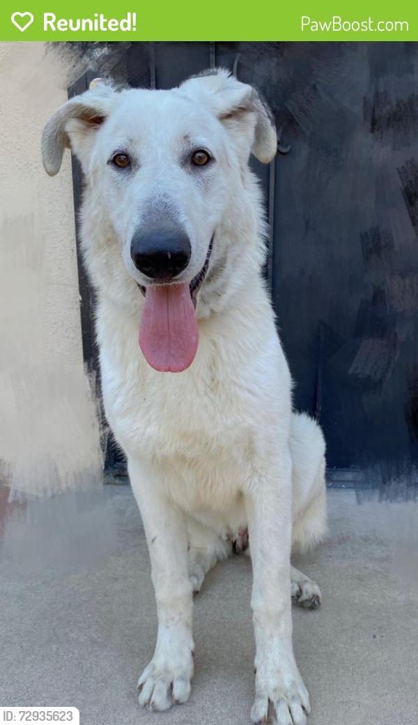 Reunited Male Dog last seen valley, 拉蓬特, CA 91744