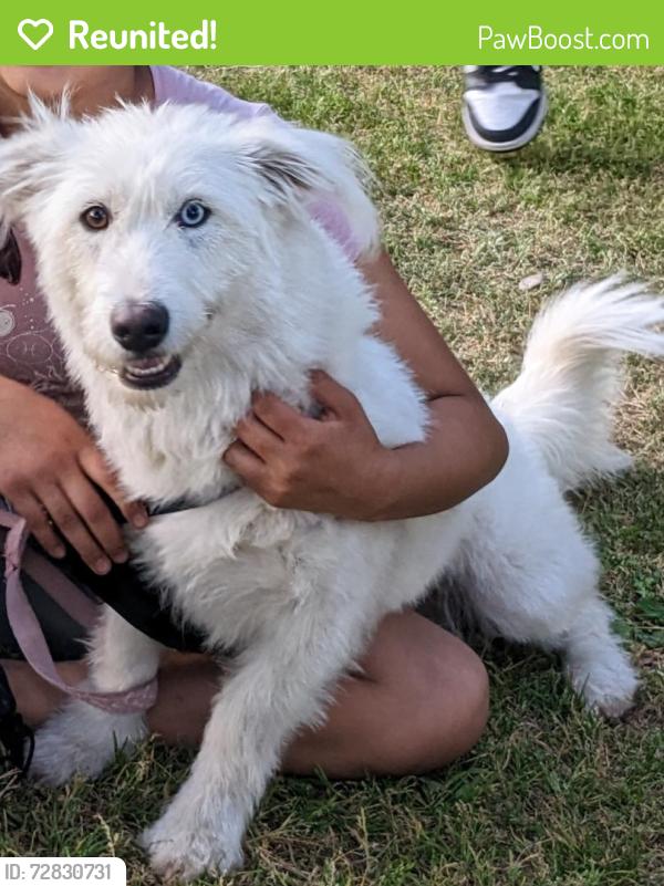 Reunited Female Dog last seen Near Leroy st, San Bernardino, CA 92404
