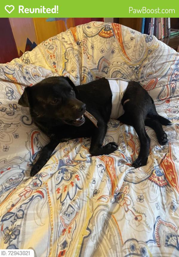 Reunited Male Dog last seen Silverbrook Drive in Morganton , Morganton, NC 28655
