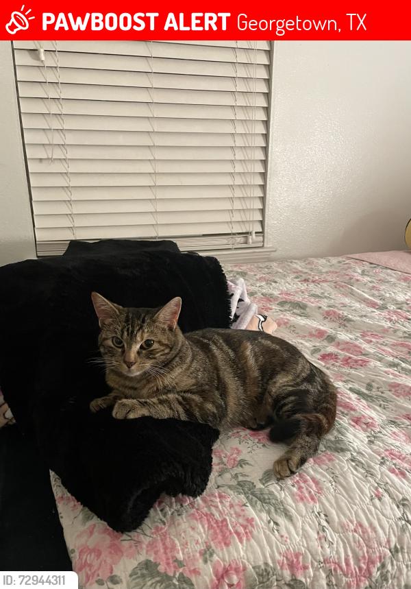 Lost Female Cat last seen Near jefferson ln, Georgetown, TX 78626