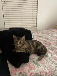 Lost Female Cat last seen Near jefferson ln, Georgetown, TX 78626