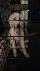 Found/Stray Male Dog last seen Condor drive. Jacksonville florida , Jacksonville, FL 32223