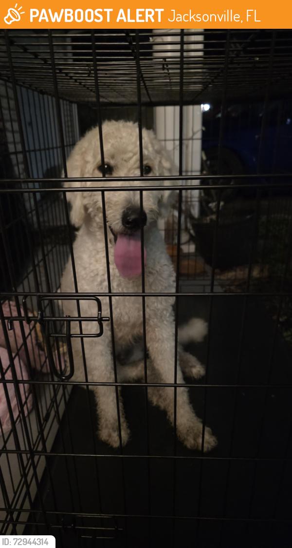 Found/Stray Male Dog last seen Condor drive. Jacksonville florida , Jacksonville, FL 32223