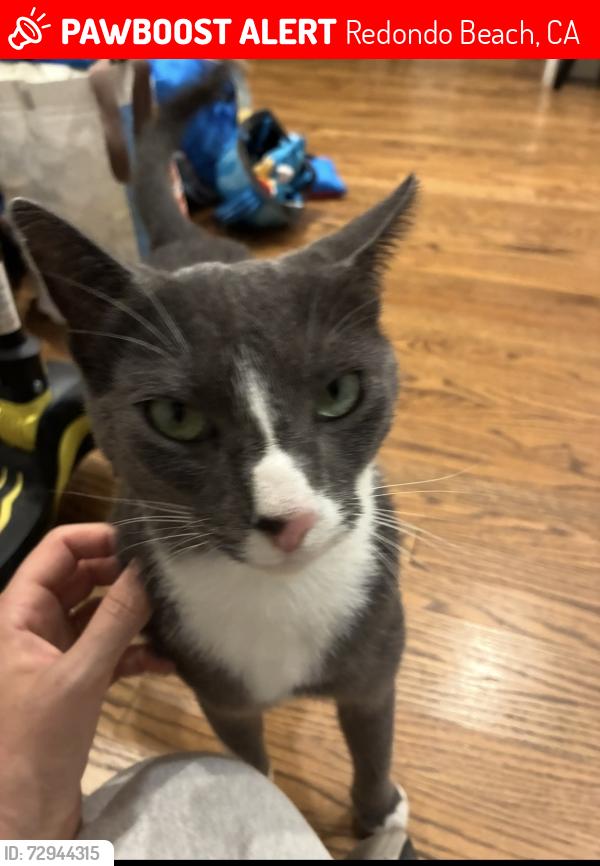 Lost Male Cat last seen Del amo and Maria ave, Redondo Beach, CA 90277