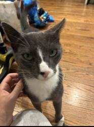 Lost Male Cat last seen Del amo and Maria ave, Redondo Beach, CA 90277