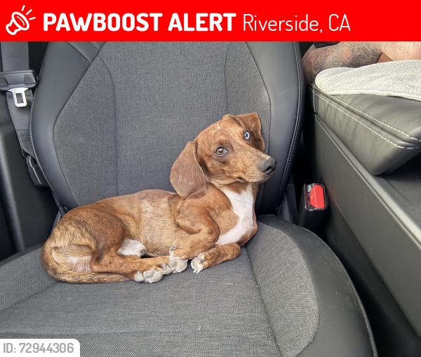 Lost Male Dog last seen Jefferson st & Cleveland Ave, Riverside, CA 92504