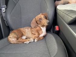 Lost Male Dog last seen Jefferson st & Cleveland Ave, Riverside, CA 92504