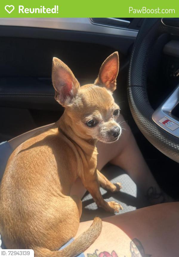Reunited Female Dog last seen Centennial parkway, North Las Vegas, NV 89084
