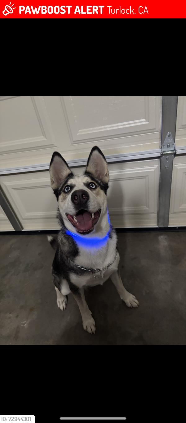 Lost Female Dog last seen Costco , Turlock, CA 95380