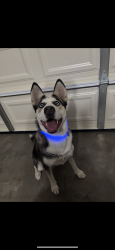 Lost Female Dog last seen Costco , Turlock, CA 95380