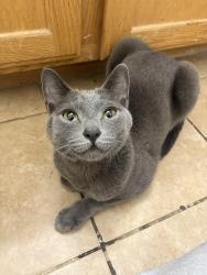 Reunited Unknown Cat last seen Prairie orchid ave, North Las Vegas, NV 89081