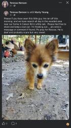 Reunited Male Dog last seen Behind 306 Hollywood farm road Fredericksburg Va 22405 area. , Stafford County, VA 22406