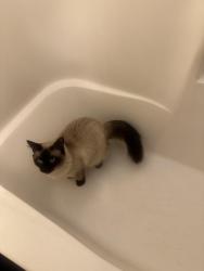 Lost Male Cat last seen Near NE 82nd Ave, Vancouver, WA 98664