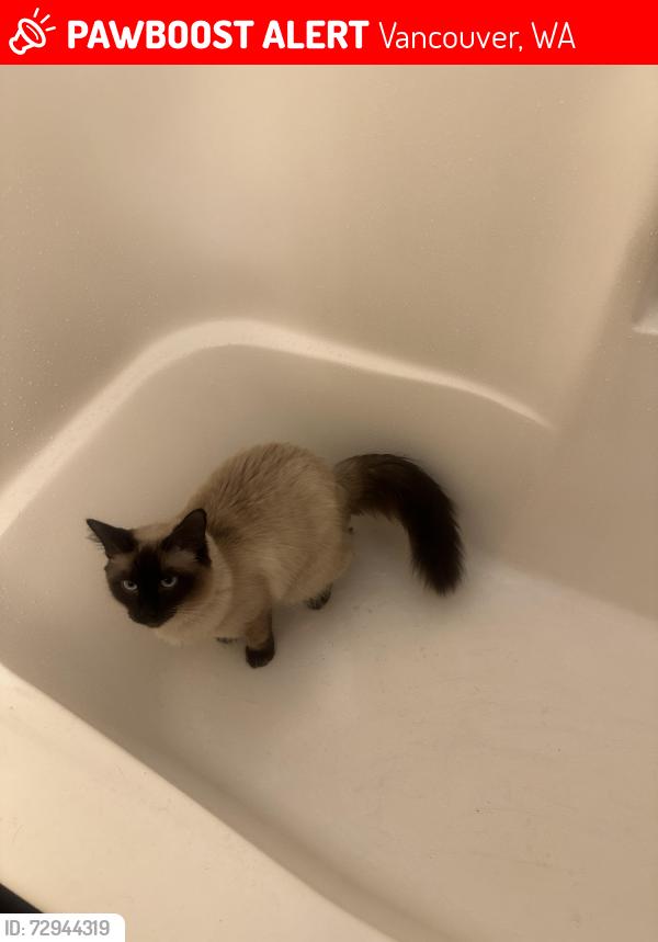 Lost Male Cat last seen Near NE 82nd Ave, Vancouver, WA 98664