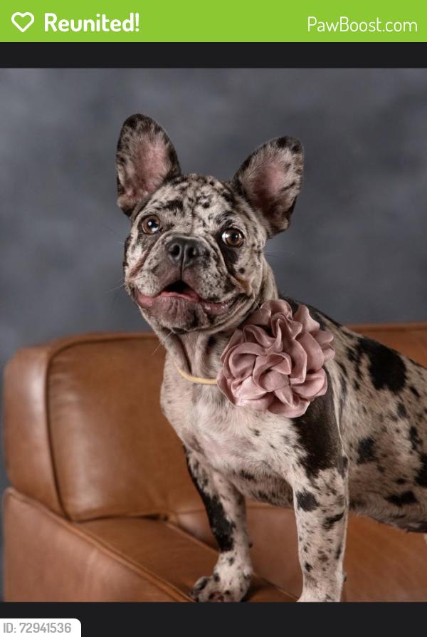 Reunited Female Dog last seen Near Parker St #66, Dallas, TX 75215, Dallas, TX 75215