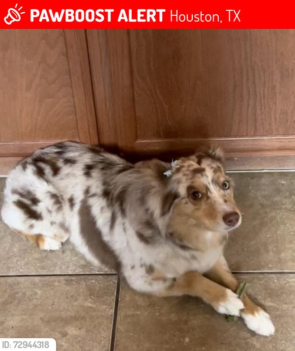 Lost Female Dog last seen Tadlock ln and Rockwell, Houston, TX 77085