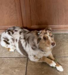 Lost Female Dog last seen Tadlock ln and Rockwell, Houston, TX 77085
