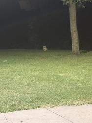 Reunited Unknown Dog last seen Forest Lane Station, keeps going into the woods , Dallas, TX 75230