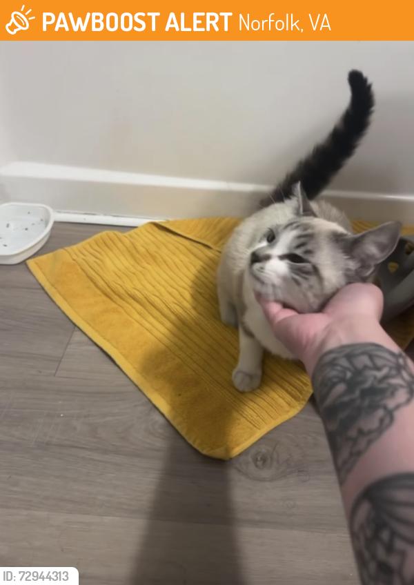 Found/Stray Male Cat last seen Wards Corner, near E. little Creek, Norfolk, VA 23505