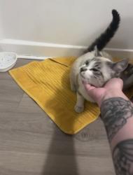 Found/Stray Male Cat last seen Wards Corner, near E. little Creek, Norfolk, VA 23505