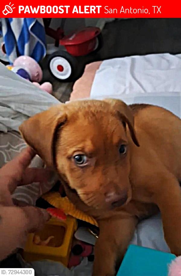 Lost Male Dog last seen Near E. Rampart Dr.78216-Grove At Rampart Apts , San Antonio, TX 78216