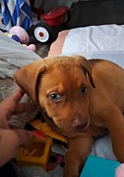 Lost Male Dog last seen Near E. Rampart Dr.78216-Grove At Rampart Apts , San Antonio, TX 78216